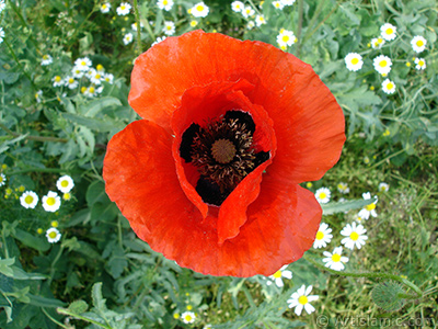 Red poppy flower. -Corn poppy, corn rose, field poppy, flanders poppy, red poppy, red weed- <i>(Family: Papaveraceae, Species: Papaver rhoeas)</i> <br>Photo Date: May 2007, Location: Turkey/Sakarya, By: Artislamic.com