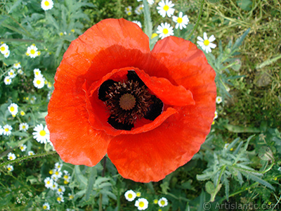 Red poppy flower. -Corn poppy, corn rose, field poppy, flanders poppy, red poppy, red weed- <i>(Family: Papaveraceae, Species: Papaver rhoeas)</i> <br>Photo Date: May 2007, Location: Turkey/Sakarya, By: Artislamic.com