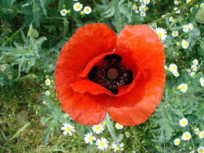 Red poppy flower. -Corn poppy, corn rose, field poppy, flanders poppy, red poppy, red weed- <i>(Family: Papaveraceae, Species: Papaver rhoeas)</i> <br>Photo Date: May 2007, Location: Turkey/Sakarya, By: Artislamic.com