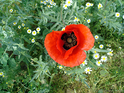 Red poppy flower. -Corn poppy, corn rose, field poppy, flanders poppy, red poppy, red weed- <i>(Family: Papaveraceae, Species: Papaver rhoeas)</i> <br>Photo Date: May 2007, Location: Turkey/Sakarya, By: Artislamic.com