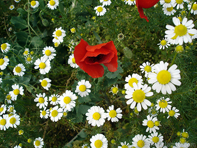 Red poppy flower. -Corn poppy, corn rose, field poppy, flanders poppy, red poppy, red weed- <i>(Family: Papaveraceae, Species: Papaver rhoeas)</i> <br>Photo Date: May 2007, Location: Turkey/Sakarya, By: Artislamic.com