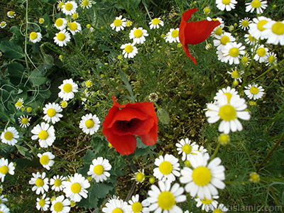 Red poppy flower. -Corn poppy, corn rose, field poppy, flanders poppy, red poppy, red weed- <i>(Family: Papaveraceae, Species: Papaver rhoeas)</i> <br>Photo Date: May 2007, Location: Turkey/Sakarya, By: Artislamic.com