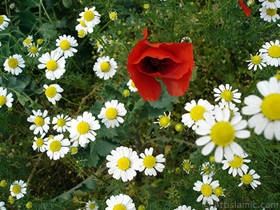 Red poppy flower. -Corn poppy, corn rose, field poppy, flanders poppy, red poppy, red weed- <i>(Family: Papaveraceae, Species: Papaver rhoeas)</i> <br>Photo Date: May 2007, Location: Turkey/Sakarya, By: Artislamic.com