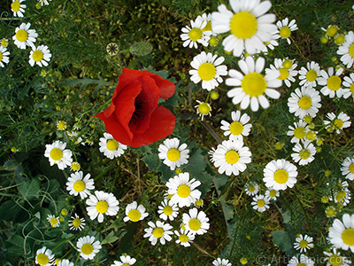 Red poppy flower. -Corn poppy, corn rose, field poppy, flanders poppy, red poppy, red weed- <i>(Family: Papaveraceae, Species: Papaver rhoeas)</i> <br>Photo Date: May 2007, Location: Turkey/Sakarya, By: Artislamic.com