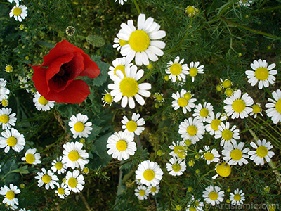 Red poppy flower. -Corn poppy, corn rose, field poppy, flanders poppy, red poppy, red weed- <i>(Family: Papaveraceae, Species: Papaver rhoeas)</i> <br>Photo Date: May 2007, Location: Turkey/Sakarya, By: Artislamic.com