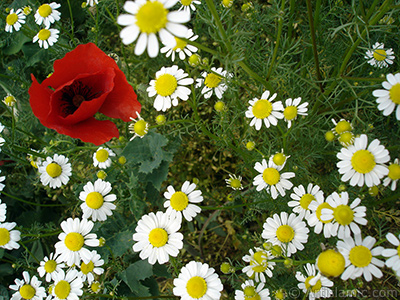 Red poppy flower. -Corn poppy, corn rose, field poppy, flanders poppy, red poppy, red weed- <i>(Family: Papaveraceae, Species: Papaver rhoeas)</i> <br>Photo Date: May 2007, Location: Turkey/Sakarya, By: Artislamic.com