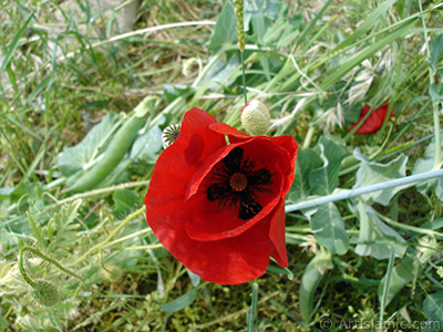 Red poppy flower. -Corn poppy, corn rose, field poppy, flanders poppy, red poppy, red weed- <i>(Family: Papaveraceae, Species: Papaver rhoeas)</i> <br>Photo Date: May 2007, Location: Turkey/Sakarya, By: Artislamic.com