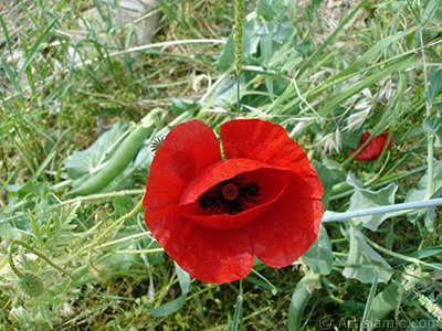 Red poppy flower. -Corn poppy, corn rose, field poppy, flanders poppy, red poppy, red weed- <i>(Family: Papaveraceae, Species: Papaver rhoeas)</i> <br>Photo Date: May 2007, Location: Turkey/Sakarya, By: Artislamic.com