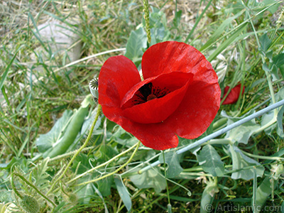 Red poppy flower. -Corn poppy, corn rose, field poppy, flanders poppy, red poppy, red weed- <i>(Family: Papaveraceae, Species: Papaver rhoeas)</i> <br>Photo Date: May 2007, Location: Turkey/Sakarya, By: Artislamic.com