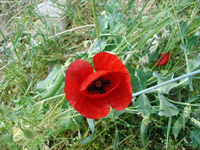 Red poppy flower. -Corn poppy, corn rose, field poppy, flanders poppy, red poppy, red weed- <i>(Family: Papaveraceae, Species: Papaver rhoeas)</i> <br>Photo Date: May 2007, Location: Turkey/Sakarya, By: Artislamic.com