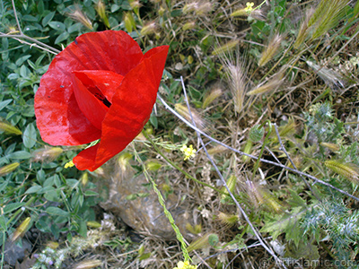 Red poppy flower. -Corn poppy, corn rose, field poppy, flanders poppy, red poppy, red weed- <i>(Family: Papaveraceae, Species: Papaver rhoeas)</i> <br>Photo Date: May 2007, Location: Turkey/Sakarya, By: Artislamic.com