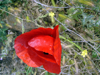 Red poppy flower. -Corn poppy, corn rose, field poppy, flanders poppy, red poppy, red weed- <i>(Family: Papaveraceae, Species: Papaver rhoeas)</i> <br>Photo Date: May 2007, Location: Turkey/Sakarya, By: Artislamic.com