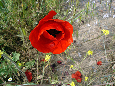 Red poppy flower. -Corn poppy, corn rose, field poppy, flanders poppy, red poppy, red weed- <i>(Family: Papaveraceae, Species: Papaver rhoeas)</i> <br>Photo Date: May 2007, Location: Turkey/Sakarya, By: Artislamic.com