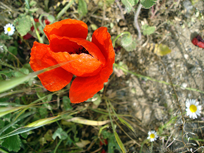 Red poppy flower. -Corn poppy, corn rose, field poppy, flanders poppy, red poppy, red weed- <i>(Family: Papaveraceae, Species: Papaver rhoeas)</i> <br>Photo Date: May 2007, Location: Turkey/Sakarya, By: Artislamic.com