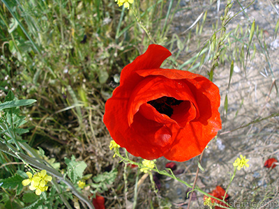 Red poppy flower. -Corn poppy, corn rose, field poppy, flanders poppy, red poppy, red weed- <i>(Family: Papaveraceae, Species: Papaver rhoeas)</i> <br>Photo Date: May 2007, Location: Turkey/Sakarya, By: Artislamic.com