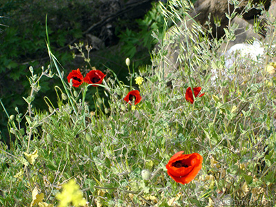 Red poppy flower. -Corn poppy, corn rose, field poppy, flanders poppy, red poppy, red weed- <i>(Family: Papaveraceae, Species: Papaver rhoeas)</i> <br>Photo Date: May 2007, Location: Turkey/Sakarya, By: Artislamic.com