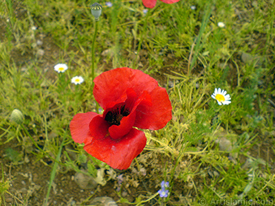 Red poppy flower. -Corn poppy, corn rose, field poppy, flanders poppy, red poppy, red weed- <i>(Family: Papaveraceae, Species: Papaver rhoeas)</i> <br>Photo Date: May 2007, Location: Turkey/Sakarya, By: Artislamic.com