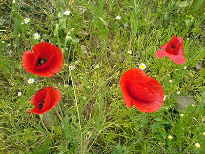 Red poppy flower. -Corn poppy, corn rose, field poppy, flanders poppy, red poppy, red weed- <i>(Family: Papaveraceae, Species: Papaver rhoeas)</i> <br>Photo Date: May 2007, Location: Turkey/Sakarya, By: Artislamic.com