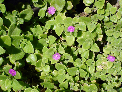 Pembe iee ve kalp eklinde yapraklara sahip Buz iei (le iei) resmi. <i>(Ailesi: Aizoaceae, Tr: Aptenia cordifolia)</i> <br>ekim Tarihi: Mays 2005, Yer: stanbul-Annemin iekleri, Fotoraf: islamiSanat.net