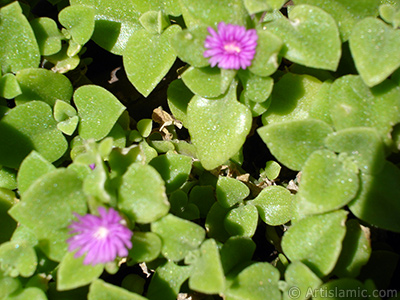 Pembe iee ve kalp eklinde yapraklara sahip Buz iei (le iei) resmi. <i>(Ailesi: Aizoaceae, Tr: Aptenia cordifolia)</i> <br>ekim Tarihi: Mays 2005, Yer: stanbul-Annemin iekleri, Fotoraf: islamiSanat.net