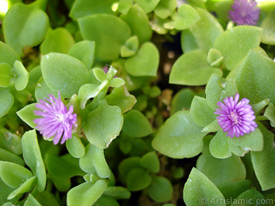 Pembe iee ve kalp eklinde yapraklara sahip Buz iei (le iei) resmi. <i>(Ailesi: Aizoaceae, Tr: Aptenia cordifolia)</i> <br>ekim Tarihi: Mays 2005, Yer: stanbul-Annemin iekleri, Fotoraf: islamiSanat.net