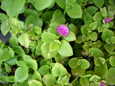 Pembe iee ve kalp eklinde yapraklara sahip Buz iei (le iei) resmi. <i>(Ailesi: Aizoaceae, Tr: Aptenia cordifolia)</i> <br>ekim Tarihi: Mays 2005, Yer: stanbul-Annemin iekleri, Fotoraf: islamiSanat.net