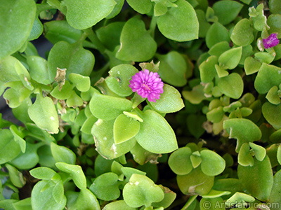 Pembe iee ve kalp eklinde yapraklara sahip Buz iei (le iei) resmi. <i>(Ailesi: Aizoaceae, Tr: Aptenia cordifolia)</i> <br>ekim Tarihi: Mays 2005, Yer: stanbul-Annemin iekleri, Fotoraf: islamiSanat.net