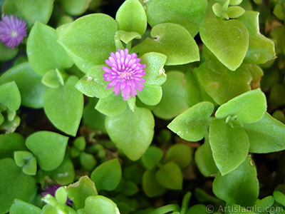 Pembe iee ve kalp eklinde yapraklara sahip Buz iei (le iei) resmi. <i>(Ailesi: Aizoaceae, Tr: Aptenia cordifolia)</i> <br>ekim Tarihi: Mays 2005, Yer: stanbul-Annemin iekleri, Fotoraf: islamiSanat.net