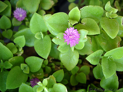 Pembe iee ve kalp eklinde yapraklara sahip Buz iei (le iei) resmi. <i>(Ailesi: Aizoaceae, Tr: Aptenia cordifolia)</i> <br>ekim Tarihi: Mays 2005, Yer: stanbul-Annemin iekleri, Fotoraf: islamiSanat.net