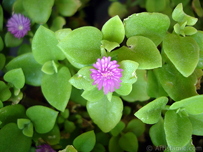 Pembe iee ve kalp eklinde yapraklara sahip Buz iei (le iei) resmi. <i>(Ailesi: Aizoaceae, Tr: Aptenia cordifolia)</i> <br>ekim Tarihi: Mays 2005, Yer: stanbul-Annemin iekleri, Fotoraf: islamiSanat.net