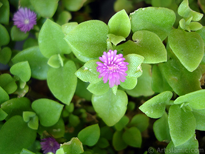 Pembe iee ve kalp eklinde yapraklara sahip Buz iei (le iei) resmi. <i>(Ailesi: Aizoaceae, Tr: Aptenia cordifolia)</i> <br>ekim Tarihi: Mays 2005, Yer: stanbul-Annemin iekleri, Fotoraf: islamiSanat.net