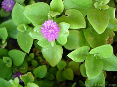 Pembe iee ve kalp eklinde yapraklara sahip Buz iei (le iei) resmi. <i>(Ailesi: Aizoaceae, Tr: Aptenia cordifolia)</i> <br>ekim Tarihi: Mays 2005, Yer: stanbul-Annemin iekleri, Fotoraf: islamiSanat.net