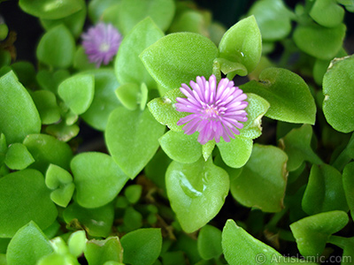 Pembe iee ve kalp eklinde yapraklara sahip Buz iei (le iei) resmi. <i>(Ailesi: Aizoaceae, Tr: Aptenia cordifolia)</i> <br>ekim Tarihi: Mays 2005, Yer: stanbul-Annemin iekleri, Fotoraf: islamiSanat.net