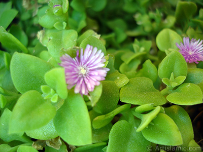 Pembe iee ve kalp eklinde yapraklara sahip Buz iei (le iei) resmi. <i>(Ailesi: Aizoaceae, Tr: Aptenia cordifolia)</i> <br>ekim Tarihi: Mays 2005, Yer: stanbul-Annemin iekleri, Fotoraf: islamiSanat.net