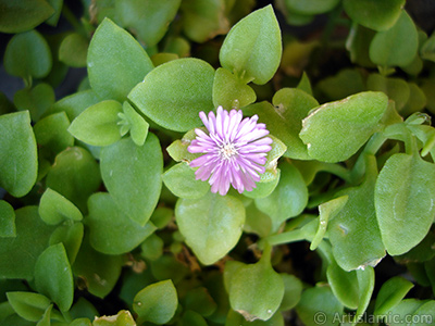 Pembe iee ve kalp eklinde yapraklara sahip Buz iei (le iei) resmi. <i>(Ailesi: Aizoaceae, Tr: Aptenia cordifolia)</i> <br>ekim Tarihi: Mays 2005, Yer: stanbul-Annemin iekleri, Fotoraf: islamiSanat.net