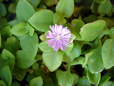 Pembe iee ve kalp eklinde yapraklara sahip Buz iei (le iei) resmi. <i>(Ailesi: Aizoaceae, Tr: Aptenia cordifolia)</i> <br>ekim Tarihi: Mays 2005, Yer: stanbul-Annemin iekleri, Fotoraf: islamiSanat.net