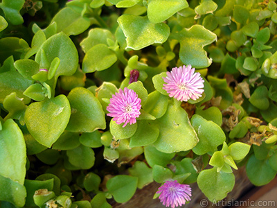 Pembe iee ve kalp eklinde yapraklara sahip Buz iei (le iei) resmi. <i>(Ailesi: Aizoaceae, Tr: Aptenia cordifolia)</i> <br>ekim Tarihi: Mays 2005, Yer: stanbul-Annemin iekleri, Fotoraf: islamiSanat.net