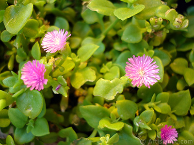 Pembe iee ve kalp eklinde yapraklara sahip Buz iei (le iei) resmi. <i>(Ailesi: Aizoaceae, Tr: Aptenia cordifolia)</i> <br>ekim Tarihi: Mays 2005, Yer: stanbul-Annemin iekleri, Fotoraf: islamiSanat.net