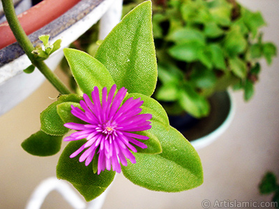 Pembe iee ve kalp eklinde yapraklara sahip Buz iei (le iei) resmi. <i>(Ailesi: Aizoaceae, Tr: Aptenia cordifolia)</i> <br>ekim Tarihi: Eyll 2005, Yer: stanbul-Annemin iekleri, Fotoraf: islamiSanat.net