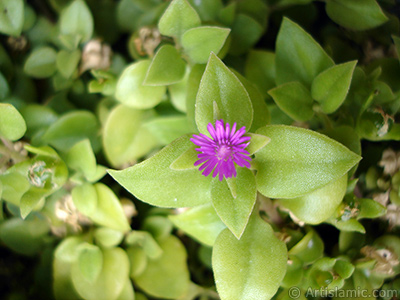 Pembe iee ve kalp eklinde yapraklara sahip Buz iei (le iei) resmi. <i>(Ailesi: Aizoaceae, Tr: Aptenia cordifolia)</i> <br>ekim Tarihi: Eyll 2005, Yer: stanbul-Annemin iekleri, Fotoraf: islamiSanat.net