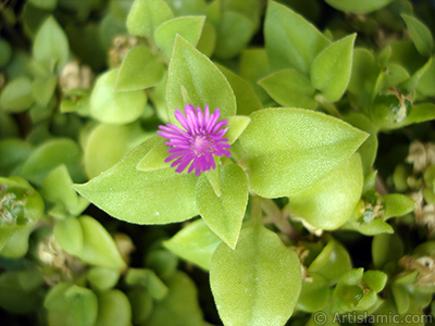 Pembe iee ve kalp eklinde yapraklara sahip Buz iei (le iei) resmi. <i>(Ailesi: Aizoaceae, Tr: Aptenia cordifolia)</i> <br>ekim Tarihi: Eyll 2005, Yer: stanbul-Annemin iekleri, Fotoraf: islamiSanat.net