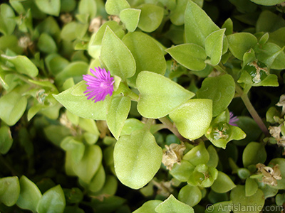 Pembe iee ve kalp eklinde yapraklara sahip Buz iei (le iei) resmi. <i>(Ailesi: Aizoaceae, Tr: Aptenia cordifolia)</i> <br>ekim Tarihi: Eyll 2005, Yer: stanbul-Annemin iekleri, Fotoraf: islamiSanat.net