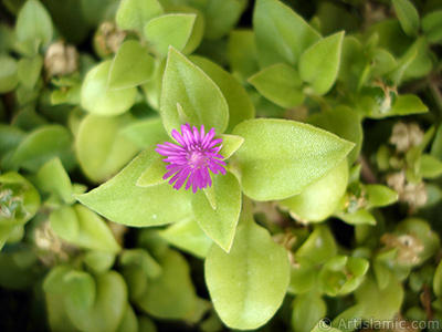 Pembe iee ve kalp eklinde yapraklara sahip Buz iei (le iei) resmi. <i>(Ailesi: Aizoaceae, Tr: Aptenia cordifolia)</i> <br>ekim Tarihi: Eyll 2005, Yer: stanbul-Annemin iekleri, Fotoraf: islamiSanat.net