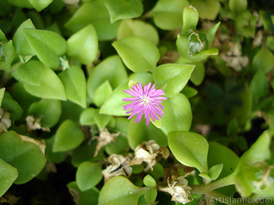 Pembe iee ve kalp eklinde yapraklara sahip Buz iei (le iei) resmi. <i>(Ailesi: Aizoaceae, Tr: Aptenia cordifolia)</i> <br>ekim Tarihi: Eyll 2005, Yer: stanbul-Annemin iekleri, Fotoraf: islamiSanat.net