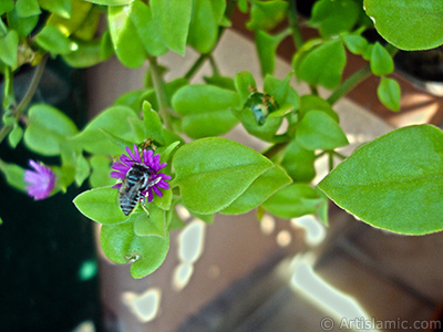 Pembe iee ve kalp eklinde yapraklara sahip Buz iei (le iei) resmi. <i>(Ailesi: Aizoaceae, Tr: Aptenia cordifolia)</i> <br>ekim Tarihi: Eyll 2005, Yer: stanbul-Annemin iekleri, Fotoraf: islamiSanat.net