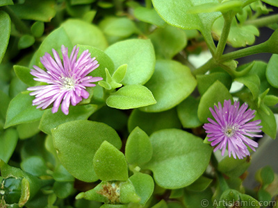 Pembe iee ve kalp eklinde yapraklara sahip Buz iei (le iei) resmi. <i>(Ailesi: Aizoaceae, Tr: Aptenia cordifolia)</i> <br>ekim Tarihi: Haziran 2006, Yer: stanbul-Annemin iekleri, Fotoraf: islamiSanat.net