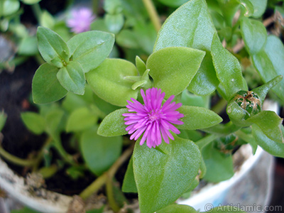 Pembe iee ve kalp eklinde yapraklara sahip Buz iei (le iei) resmi. <i>(Ailesi: Aizoaceae, Tr: Aptenia cordifolia)</i> <br>ekim Tarihi: Haziran 2006, Yer: stanbul-Annemin iekleri, Fotoraf: islamiSanat.net