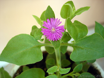 Heartleaf Iceplant -Baby Sun Rose, Rock rose- with pink flowers. <i>(Family: Aizoaceae, Species: Aptenia cordifolia)</i> <br>Photo Date: July 2006, Location: Turkey/Istanbul-Mother`s Flowers, By: Artislamic.com