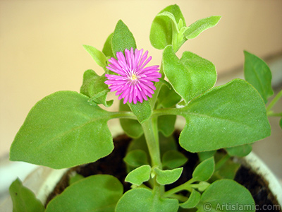 Heartleaf Iceplant -Baby Sun Rose, Rock rose- with pink flowers. <i>(Family: Aizoaceae, Species: Aptenia cordifolia)</i> <br>Photo Date: July 2006, Location: Turkey/Istanbul-Mother`s Flowers, By: Artislamic.com