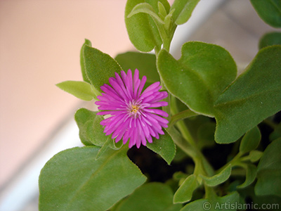 Pembe iee ve kalp eklinde yapraklara sahip Buz iei (le iei) resmi. <i>(Ailesi: Aizoaceae, Tr: Aptenia cordifolia)</i> <br>ekim Tarihi: Temmuz 2006, Yer: stanbul-Annemin iekleri, Fotoraf: islamiSanat.net